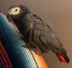 African Grey