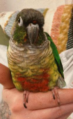 Conure