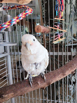 Cockatoo