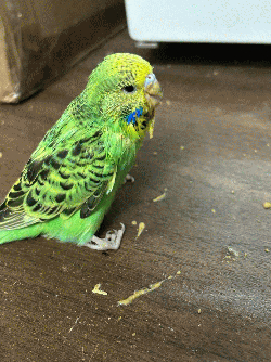 Parakeet