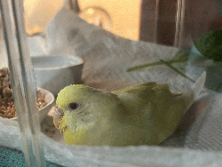 Parakeet