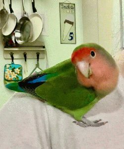 Lovebird