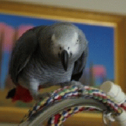 African Grey