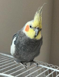 Cockatiel