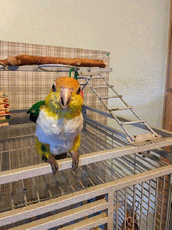 Caique