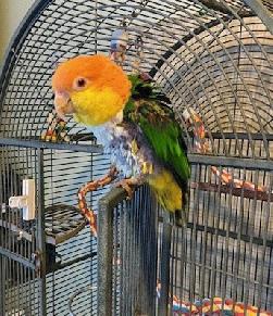 Caique