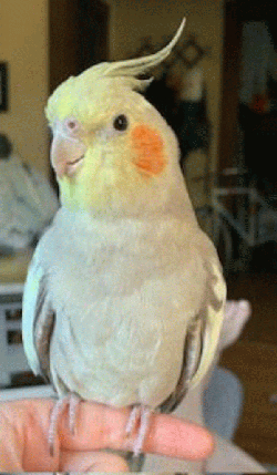 Cockatiel