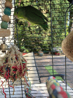 Parrotlet