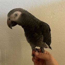 African Grey