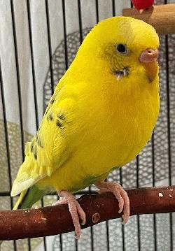 Parakeet