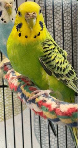 Parakeet