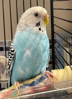 Parakeet