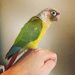 Conure