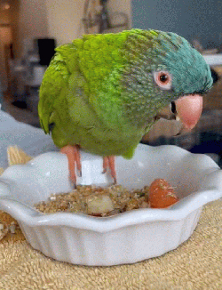 Conure