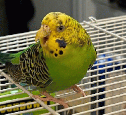 Parakeet