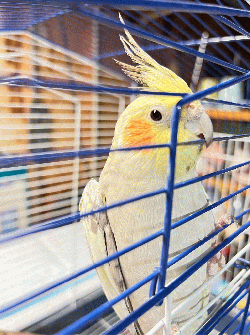 Cockatiel