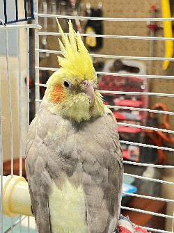 Cockatiel