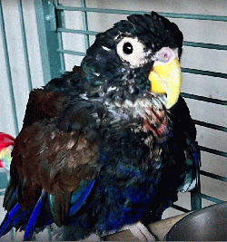 Pionus