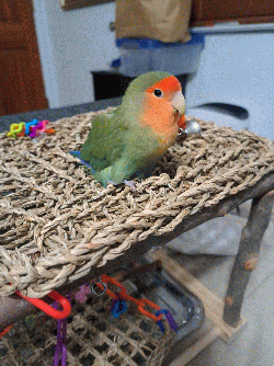 Lovebird