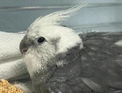 Cockatiel