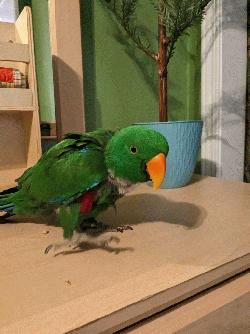 Eclectus