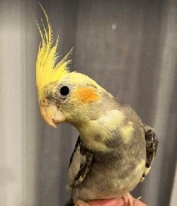 Cockatiel