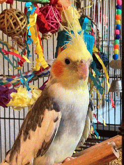 Cockatiel