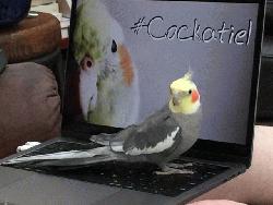 Cockatiel