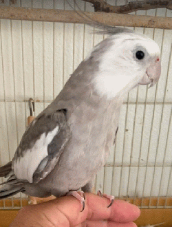 Cockatiel