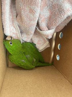 Conures of Telegraph Hill