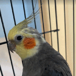 Cockatiel