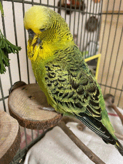 Parakeet