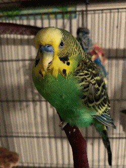 Parakeet