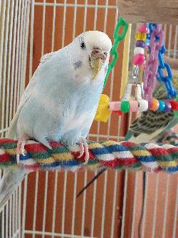 Parakeet