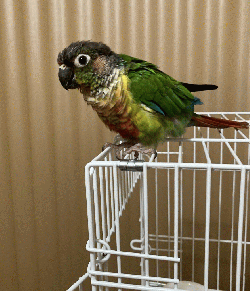 Conure