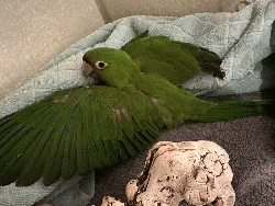 Conures of Telegraph Hill