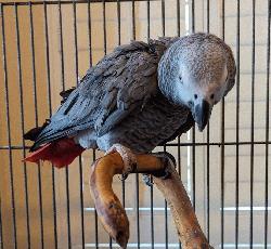 African Grey