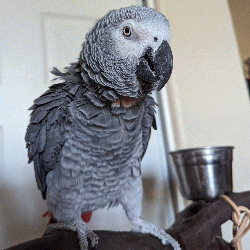 African Grey