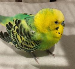 Parakeet