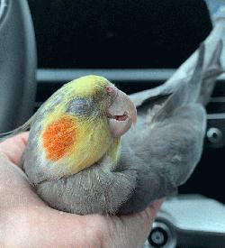 Cockatiel