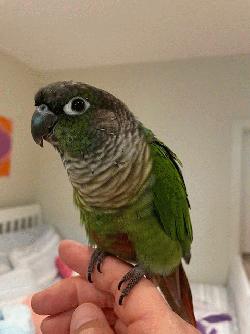 Conure