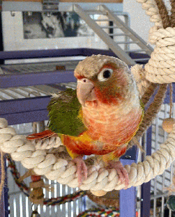 Conure