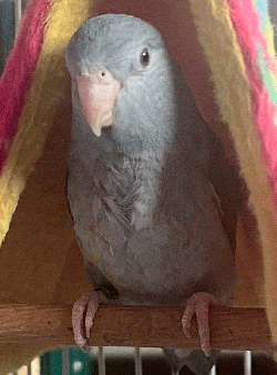 Parrotlet