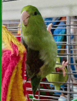 Parrotlet