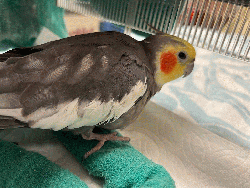 Cockatiel