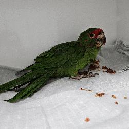 Conures of Telegraph Hill