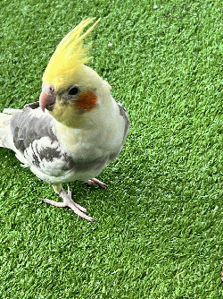 Cockatiel