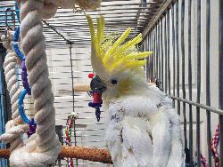 Cockatoo