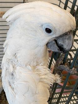 Cockatoo