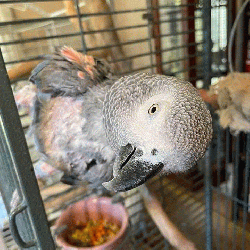 African Grey